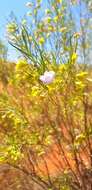 Image of Eremophila gibsonii F. Muell.