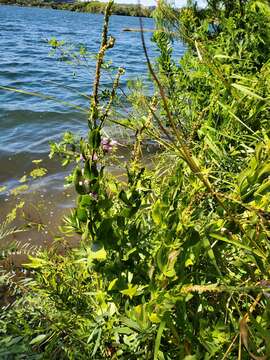 Image of Correll's False Dragonhead