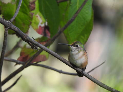 Image of Bumblebee Hummingbird