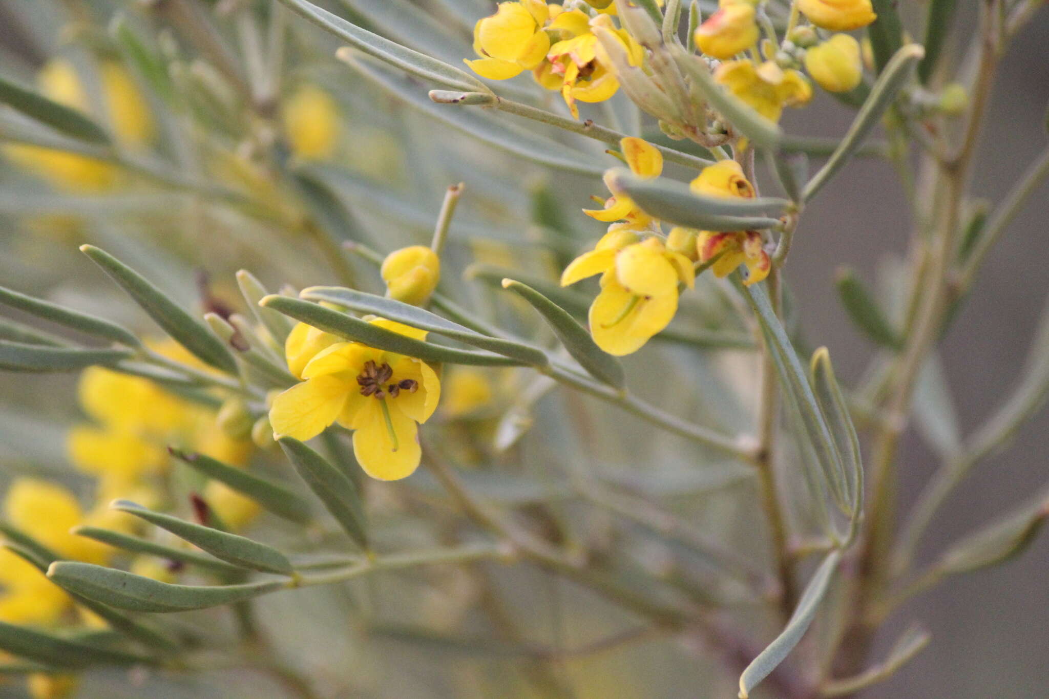 Image of Burnt-leaved Acacia