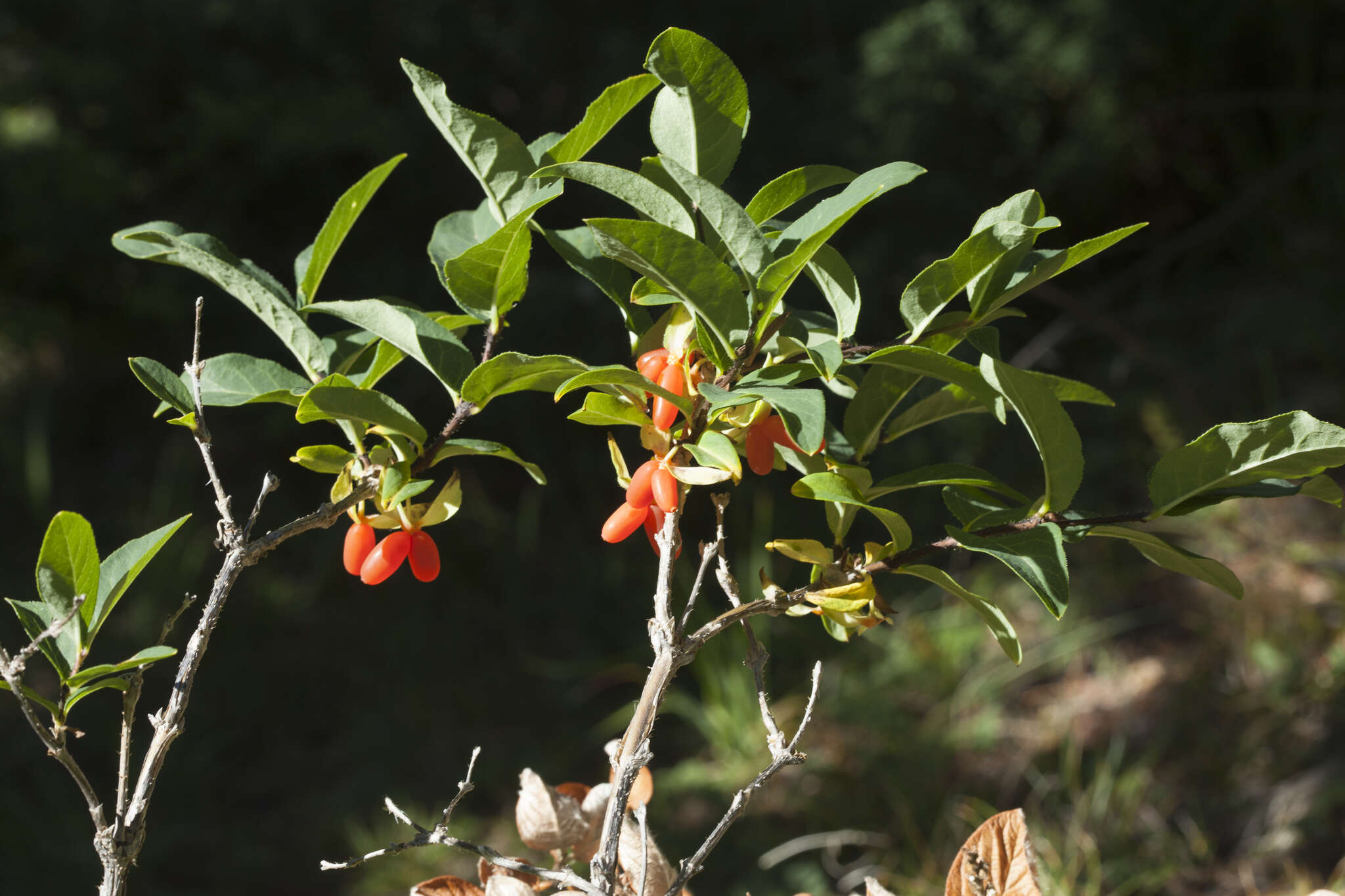 Image de Lonicera hispida Pall. ex Roem. & Schult.