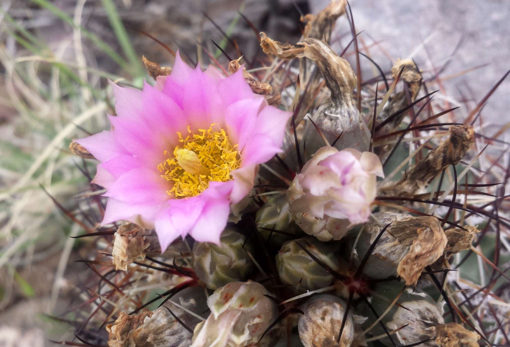 Image of Colorado hookless cactus