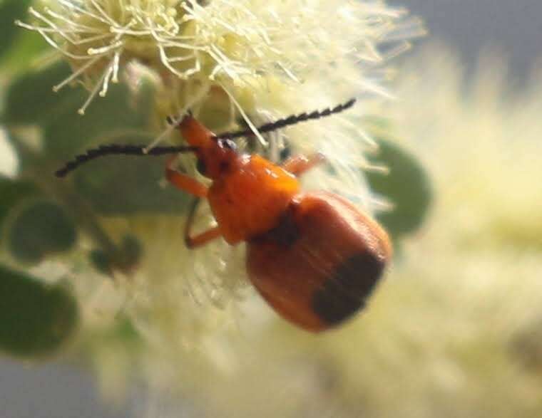 Sivun Lucaina discoidalis Horn 1885 kuva