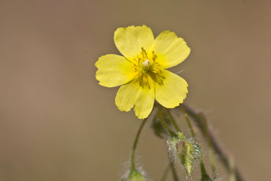 Image of Spotted Rock-rose