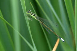 Image of Eastern Forktail