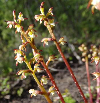 Image of Yellow coralroot