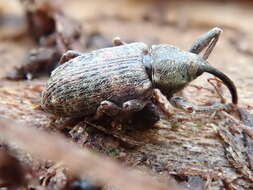 Image of Dorytomus longimanus (Forster & J. R. 1771)