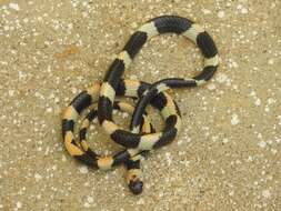 Image of Werner's False Coral Snake