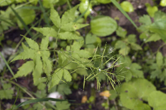 Image of Cardamine leucantha (Tausch) O. E. Schulz