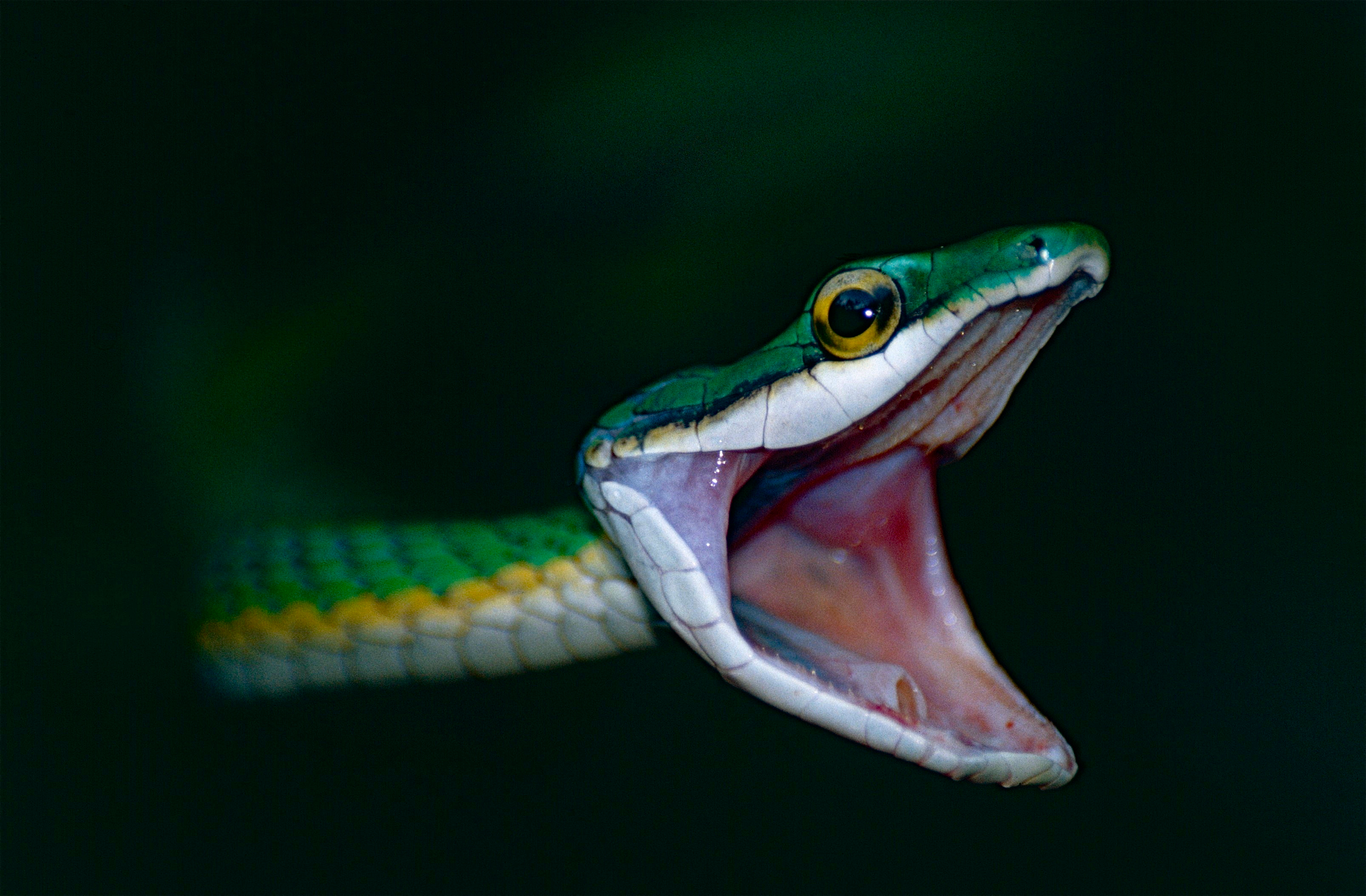 Green Parrot Snake Encyclopedia Of Life