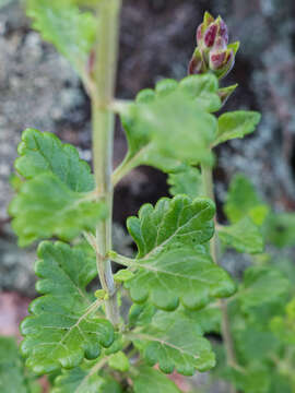 Image of Teucrium flavum subsp. glaucum (Jord. & Fourr.) Ronniger