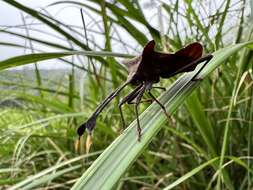 Image of Dalader formosanus Esaki 1931