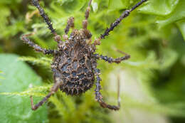 Image of Pristobunus acuminatus tragulus Forster 1954