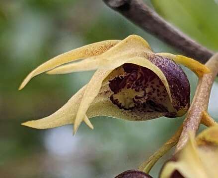 Image of Dendrobium strongylanthum Rchb. fil.