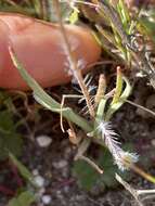 Image of narrowleaf queen poppy