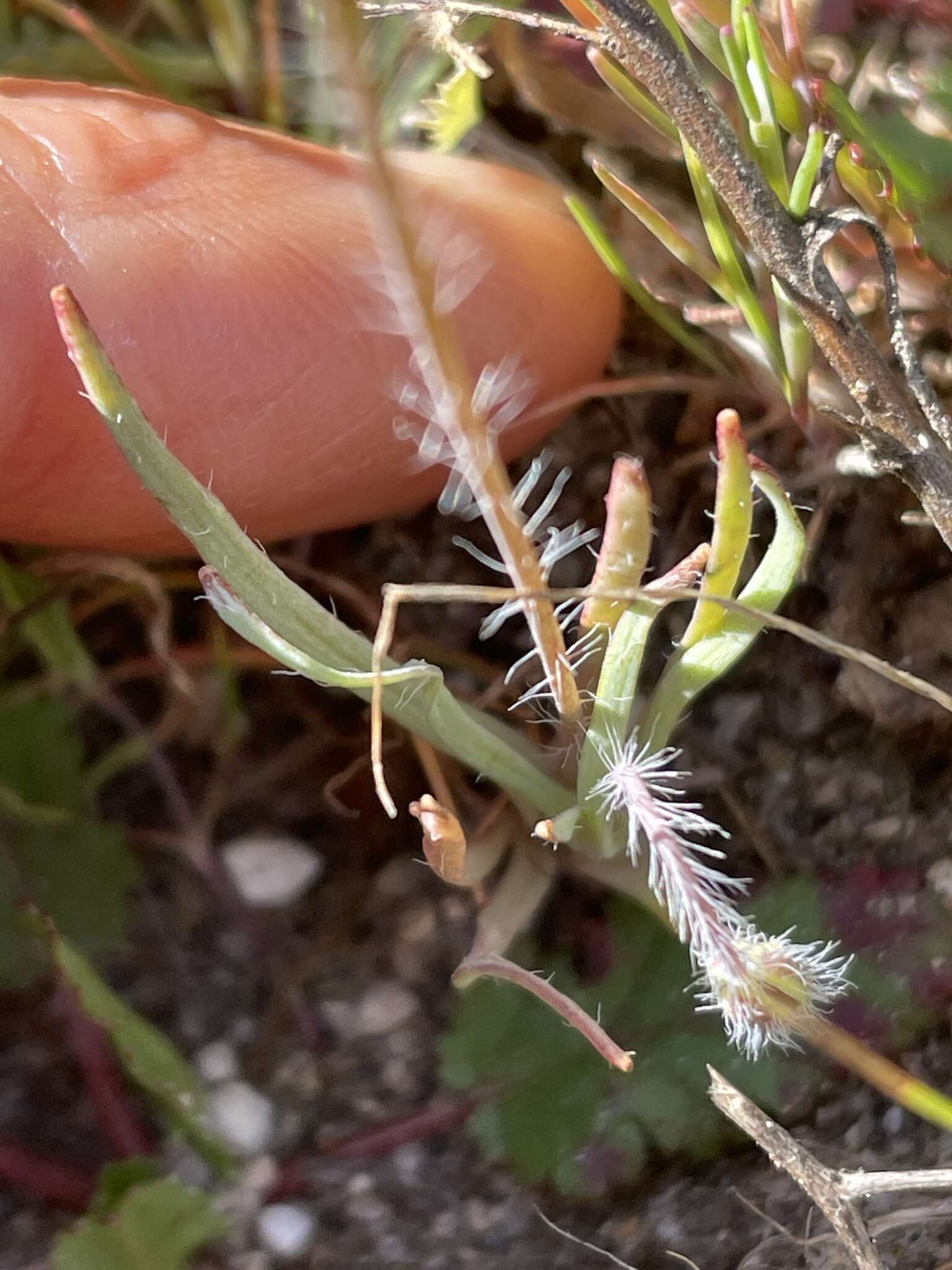 Imagem de Platystigma linearis Benth.