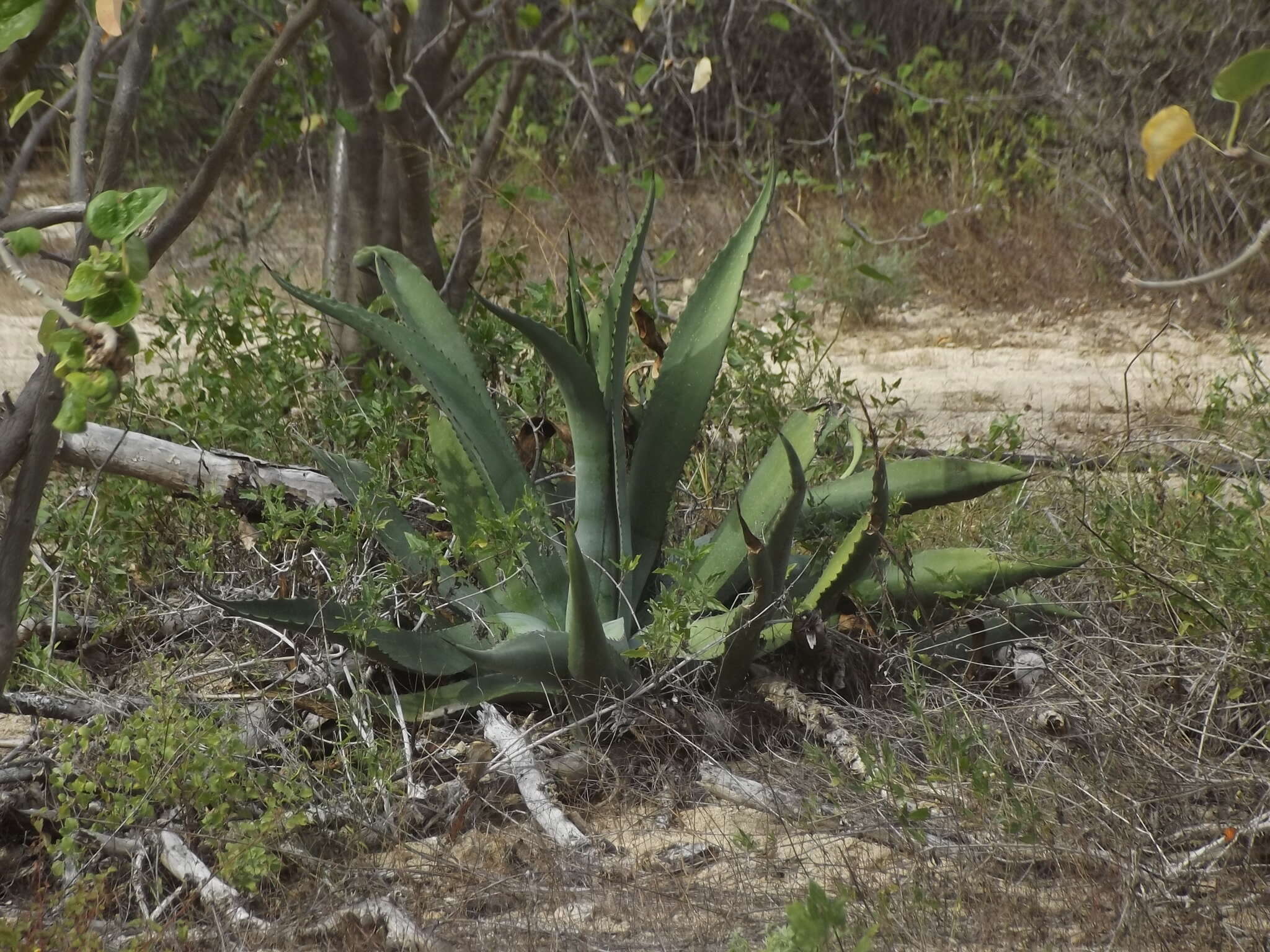 Image of Baja California Sur Agave