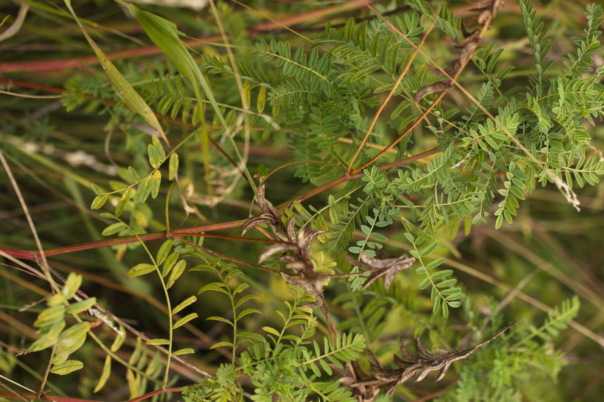 Image of Russian milkvetch