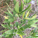 Sivun Iva frutescens subsp. frutescens kuva