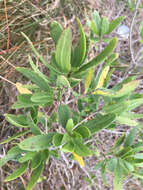 Image of Jesuit's bark