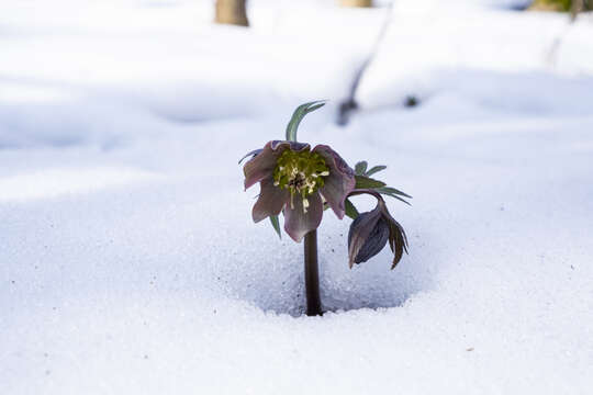 Image of purple hellebore