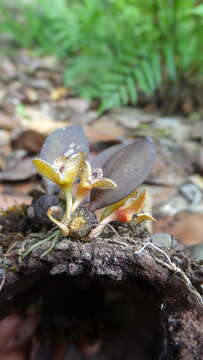 Sivun Bulbophyllum stocksii (Benth. ex Hook. fil.) J. J. Verm., Schuit. & de Vogel kuva