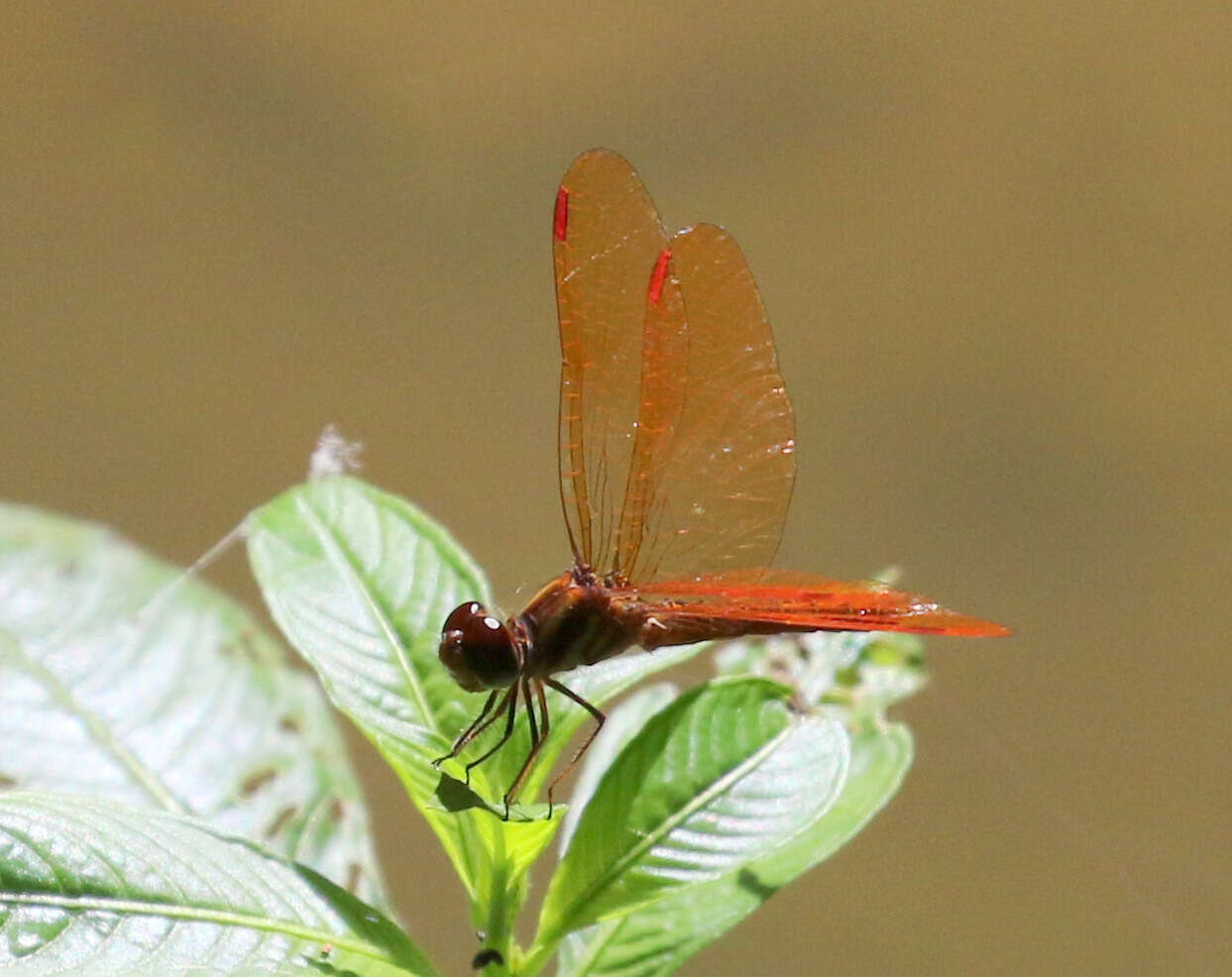 Image of Slough Amberwing