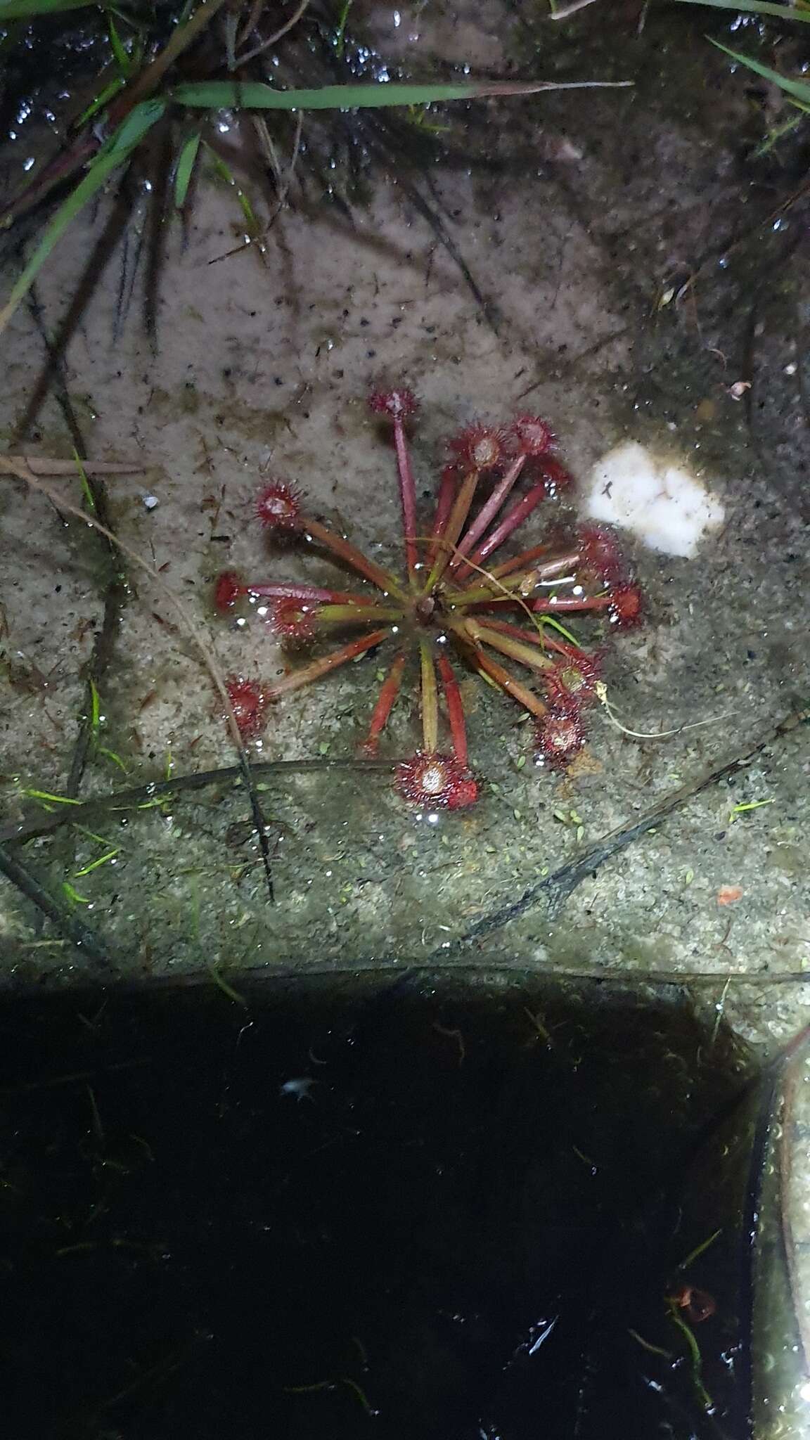 Image of Drosera dilatatopetiolaris Kondo