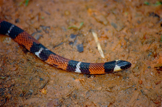 Image of Dunn's Ground Snake
