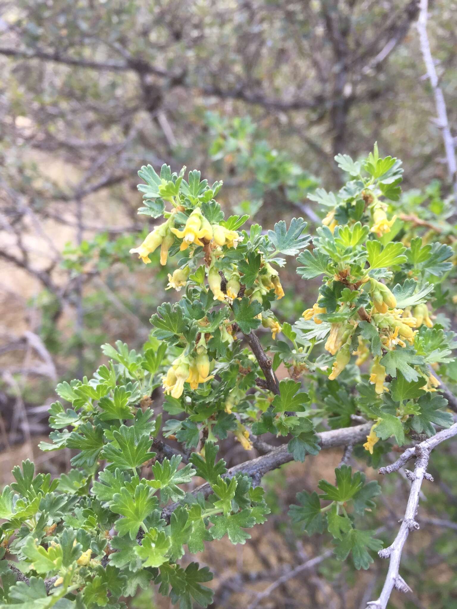 Image of rock gooseberry