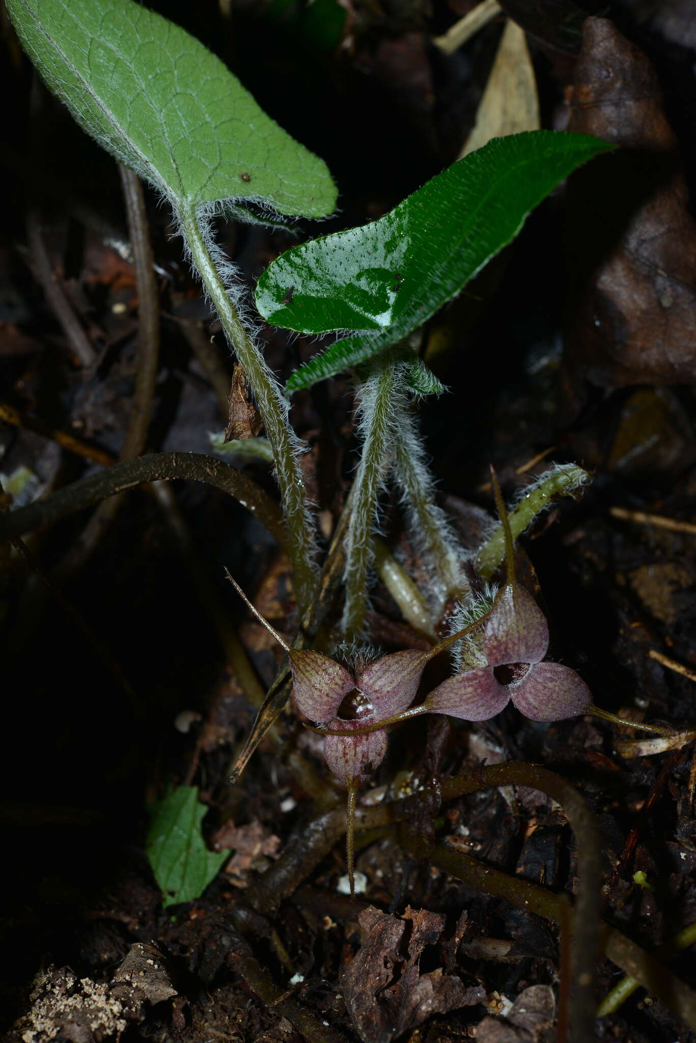 Imagem de Asarum caudigerum Hance