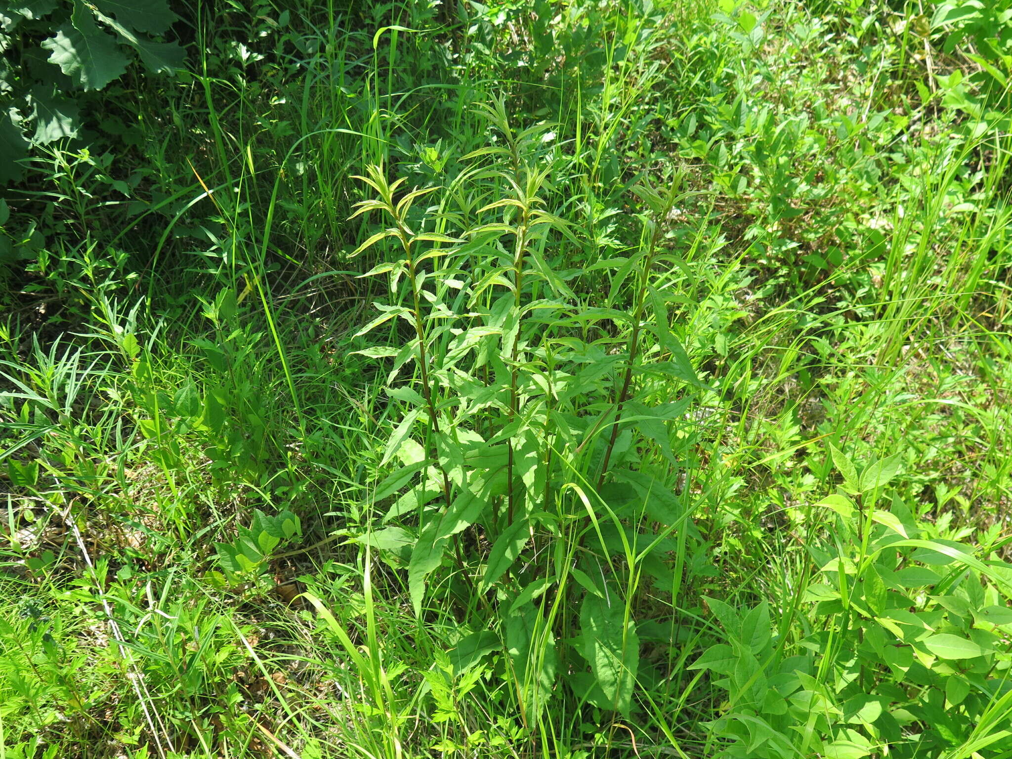 Image of Solidago pacifica Juz.