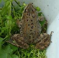 Image of Columbia Spotted Frog