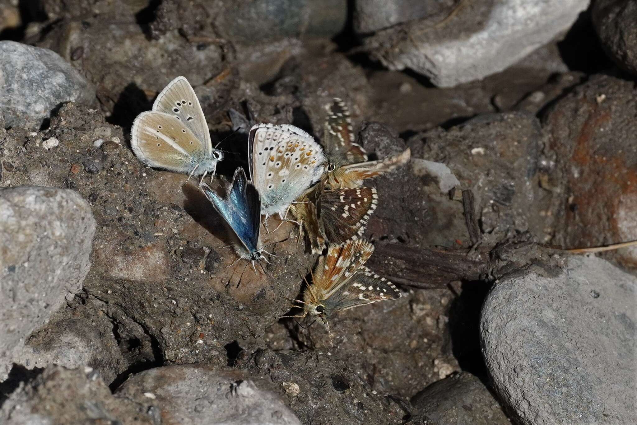 Image of Carline Skipper