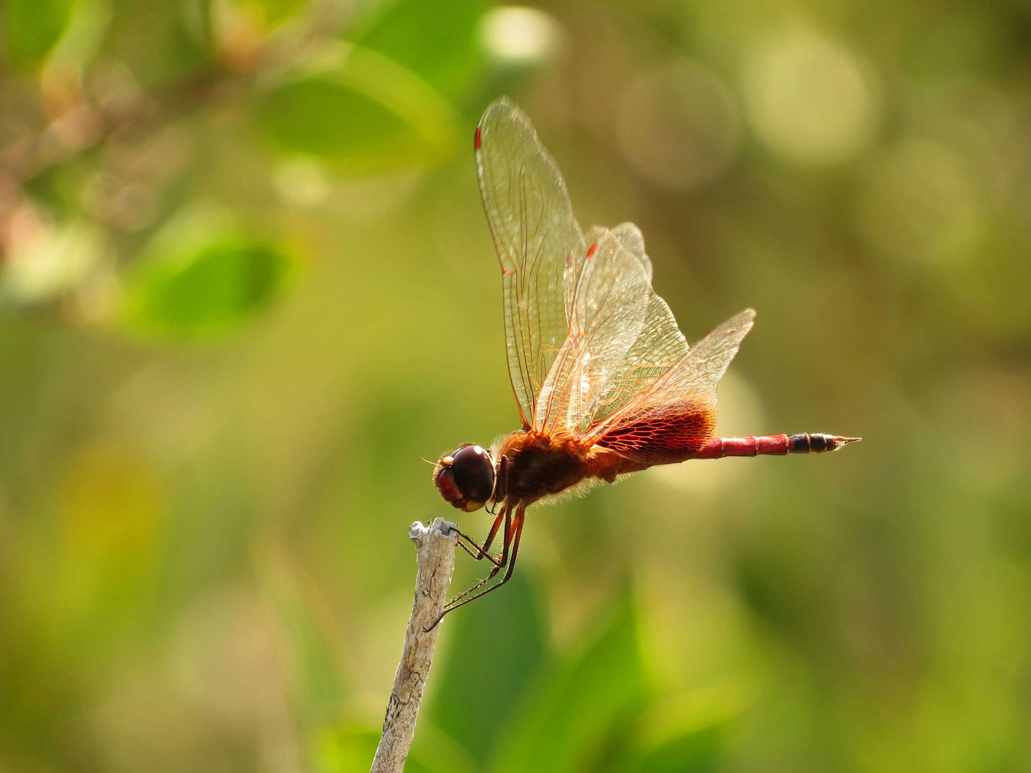 Image of Tramea cophysa Hagen 1867