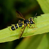 Image of Ceriana conopsoides (Linnaeus 1758)