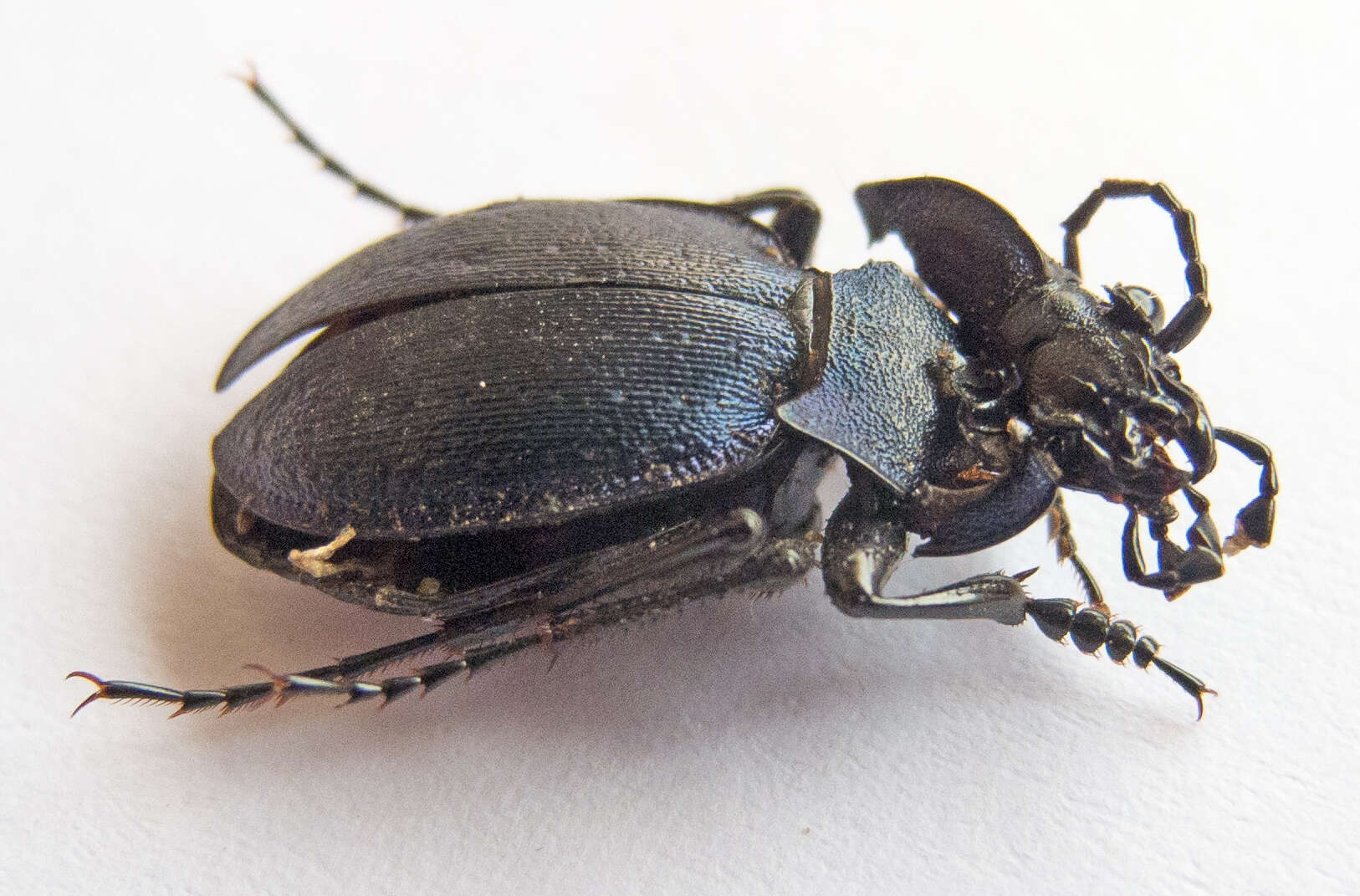 Image of Carabus (Archicarabus) wiedemanni wiedemanni Ménétriés 1836