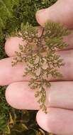 Imagem de Hymenophyllum pluviatile Perrie & Brownsey