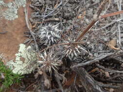Image of Pelargonium hystrix Harv.