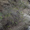 Image of Phyllanthus gypsicola McVaugh
