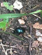 Image of Canthon (Canthon) cyanellus Le Conte 1859