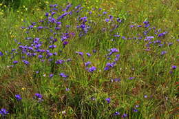 Image of Babiana fragrans (Jacq.) Steud.