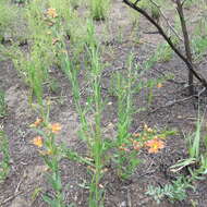 Image of Ammannia rigidula (Sond.) S. A. Graham & Gandhi