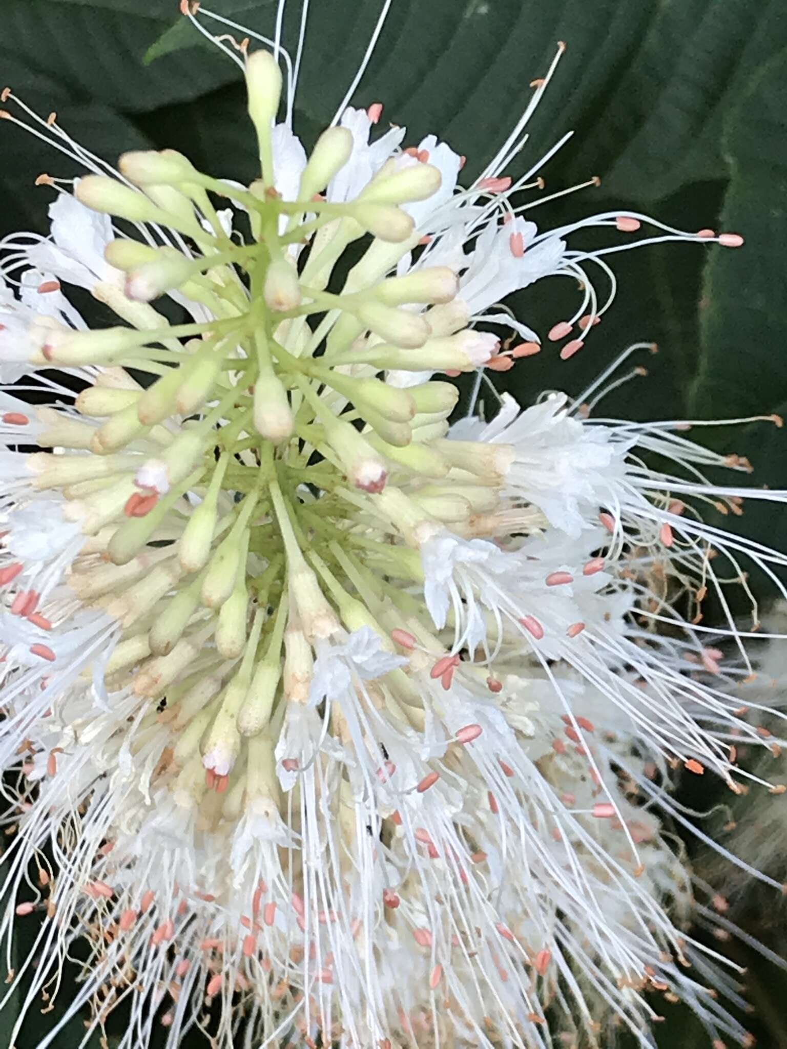 Imagem de Aesculus parviflora Walt.