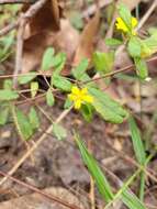 Image of Hibbertia aspera subsp. aspera