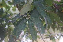 Image of Lagerstroemia floribunda Jack