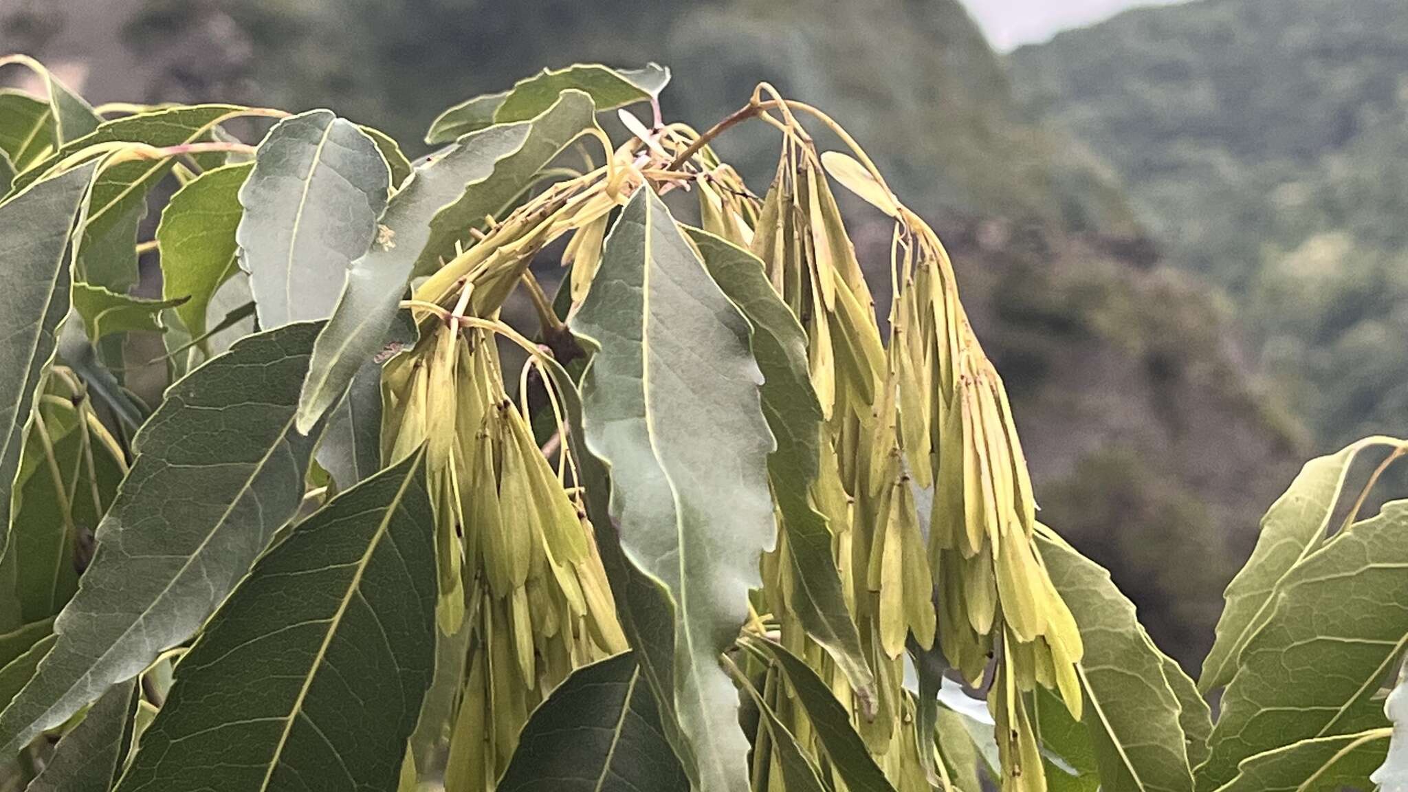 Image of Fraxinus insularis Hemsl.