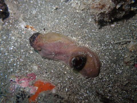 Asterocarpa coerulea (Quoy & Gaimard 1834) resmi