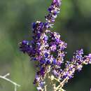 Image of Desmodium polystachyum Schltdl.