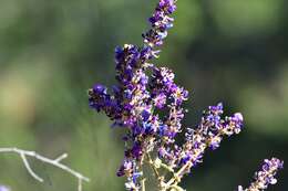 Image of Desmodium polystachyum Schltdl.